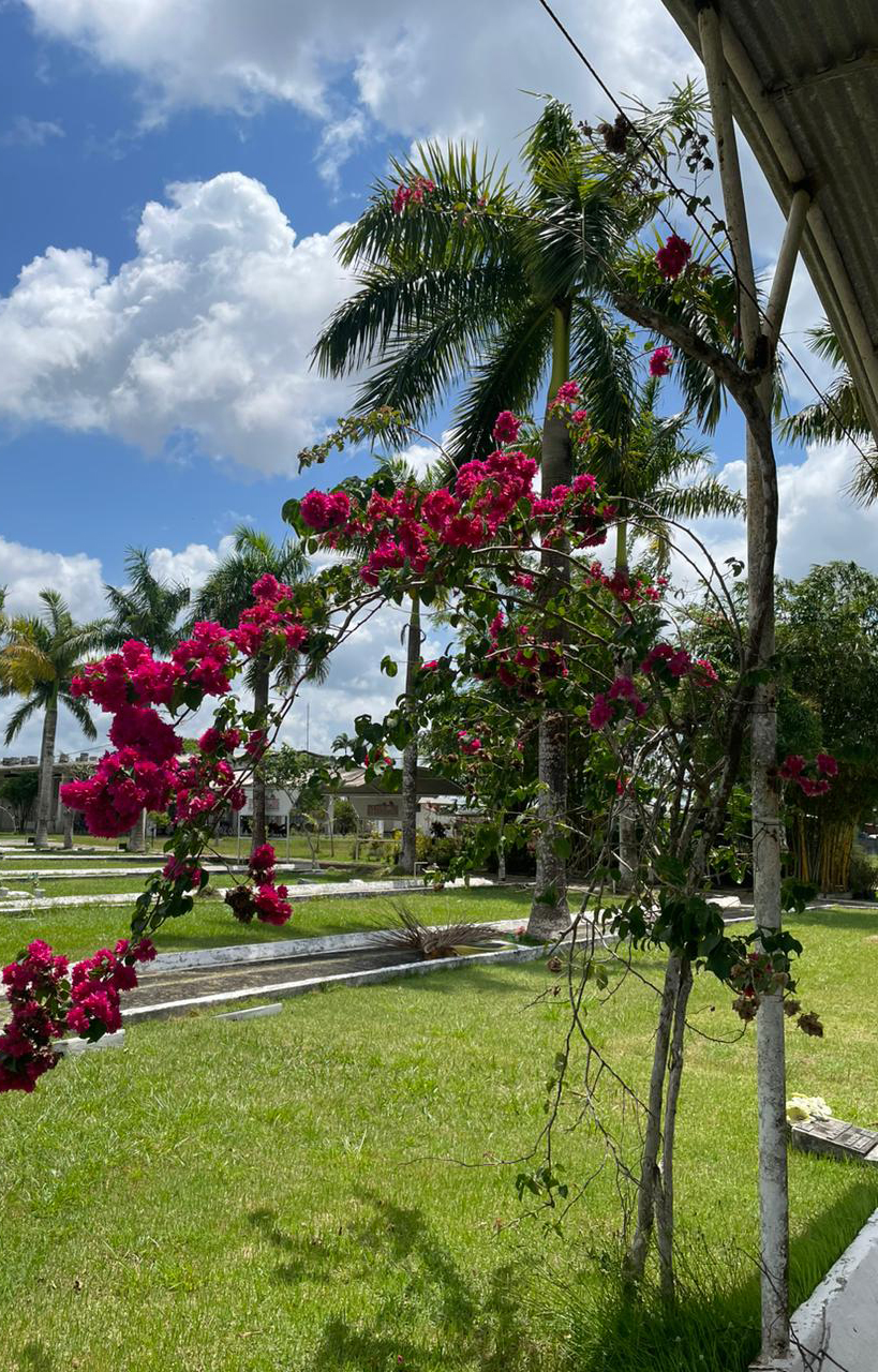 Jardim florido do Cemitério Pet Amor em Patinhas